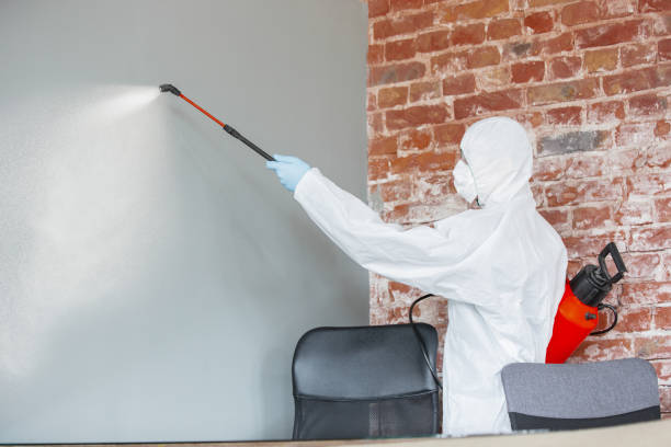 Best Attic Mold Removal  in Socorro, NM