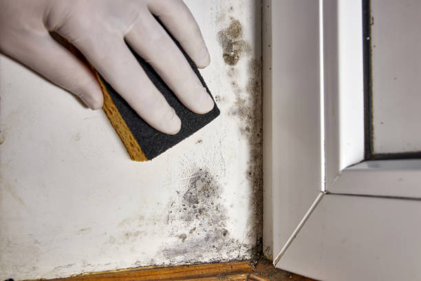 Socorro, NM Mold Removal Company